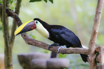 choco toucan sitting on a branch