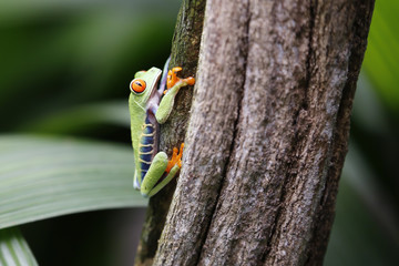 red-eyed tree frog