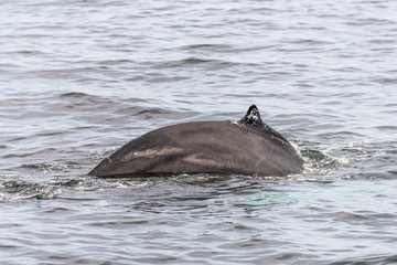 Back of a Whale