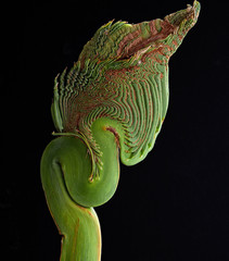 fern shot on black background