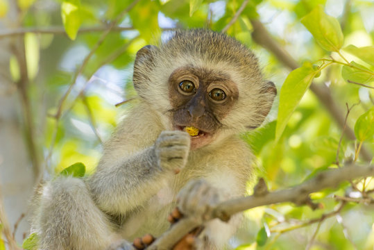 S&uuml;dafrika, Nordkap, Benede Oranje, Augrabies Falls National Park, S&uuml;dliche Gr&uuml;nmeerkatze beim Fressen im Baum