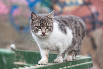 Photo cute cat in the old district of Istanbul, yard cat.