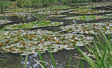 Giverny, jardin de Claude Monet	