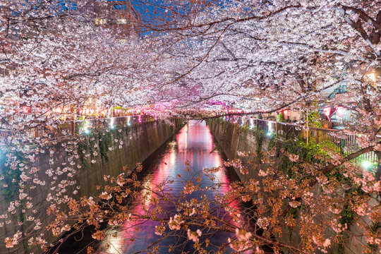 Cherry blossom lined Meguro Canal at night in Tokyo, Japan. Springtime in April in Tokyo, Japan.