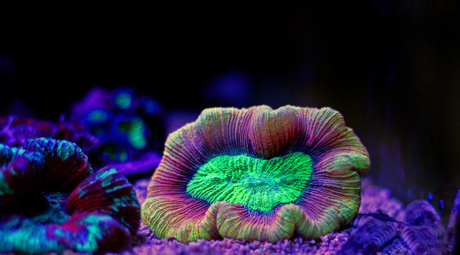 Open brain lps reef coral