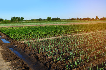 Fototapeta premium Rows of young vegetable seedlings. field with seedlings. leek, zucchini, and pepper. natural watering. countryside. irrigation
