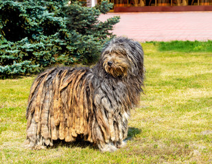 Bergamasco Shepherd looks aside. The Bergamasco Shepherd stands on the green grass in the park.