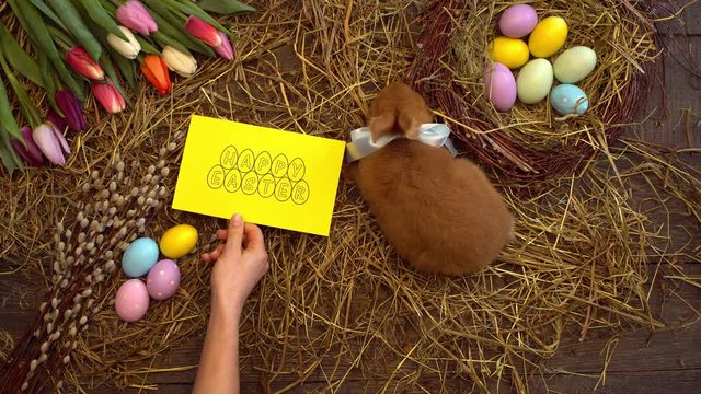 Fluffy rabbit easter celebration traditional symbol concept top view with greeting card