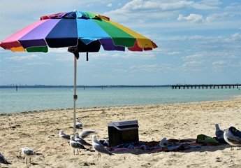 Seagulls on the beach under the umbrella