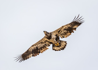 Swainson's hawk (juvenile, first-year bird) soaring over the Valle de Oro national wildlife refuge south of Albuquerque, New Mexico