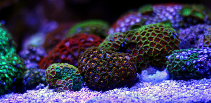 Zoas coral colony garden in coral reef aquarium tank