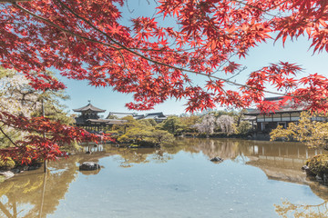 Obraz premium Red trees in Kyoto Japan