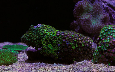 Naklejka premium Zoas coral colony garden in coral reef aquarium tank