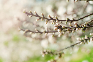 apricot flower bud on a tree branch, branch with tree buds