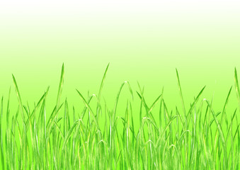 Obraz premium Green grass summer background