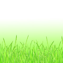 Obraz premium Green grass summer background