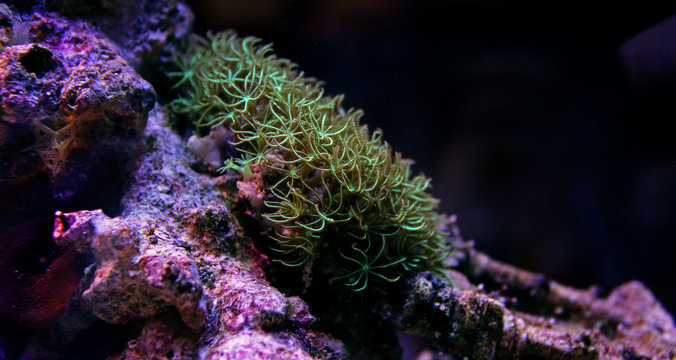 Green star polyps coral in reef tank 