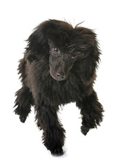 puppy brown poodle