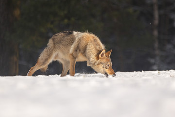 Wolf spielt im Schnee