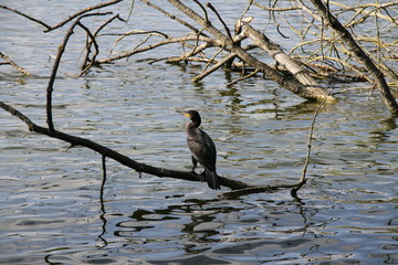 Cormorant