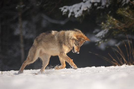Fototapeta Wolf spielt im Schnee