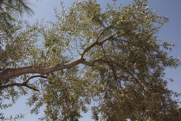 The olive, known by the botanical name Olea europaea