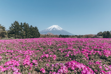 Obraz premium Mount Fuji with pink flowers