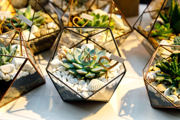 Succulent in the geometry glass terrarium