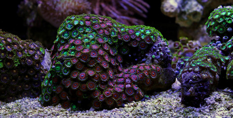 Fototapeta premium Zoas coral colony garden in coral reef aquarium tank