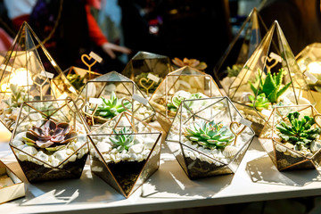 Succulent in the geometry glass terrarium