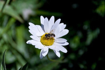 Obraz premium bee on a daisy 