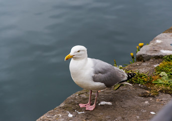 Möve