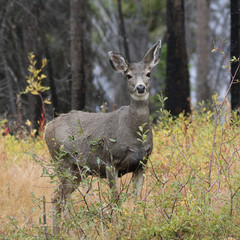 Mule Deer in Light Snow