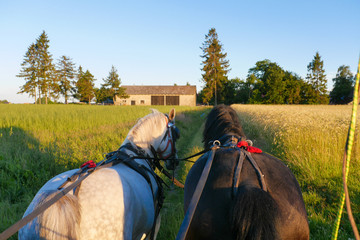 POV - horse carriage ride through golden field. View from horse carriage. Summer view at sunset © Bartosz