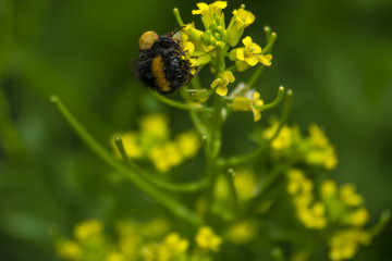 Yellow, bee, flower, nature, green, plant, garden, flowers, field, flora