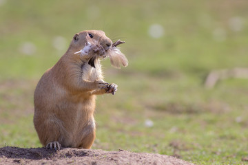 Chicken dinner. Funny animal image of a cute marmot prairie dog stuffed with feathers.
