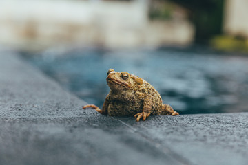 Frog in a pool
