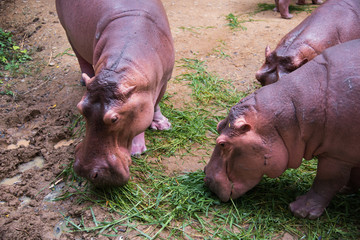 image of a Hippo - hippopotamus (Hippopotamus amphibius)