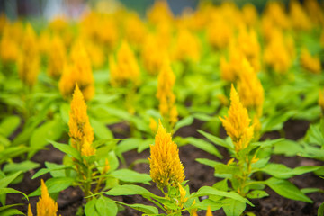 Colorful Celosia argentea of plumed cockscomb flower  , beautiful Yellow Celosia flowers in the garden.