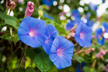 Image of a Blue flower of Morning Glory (Ipomoea)  in the garden - obrazy, fototapety, plakaty