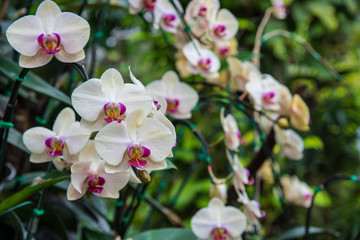 Naklejka na ściany i meble image of a Orchid flower beautiful in tropical garden. Phalaenopsis orchid or Moth orchid.