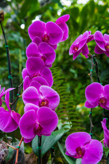 Image of a Beautiful Purple Orchid Flowers in the garden. Bright pink orchids
