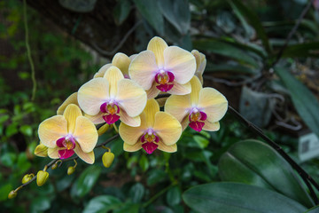 image of a Orchid flower beautiful in tropical garden. Phalaenopsis orchid or Moth orchid.