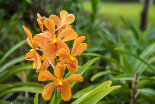 Image of a beautiful Yellow Mokara Orchids in garden ,Thailand.