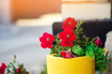 beautiful red flowers, a flower bed with flowers in a pot, the concept of spring. natural wallpaper. place for text