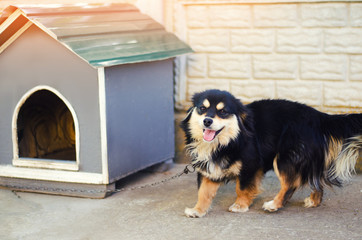 cute happy black dog near his house on a sunny day. dog booth; house for an animal