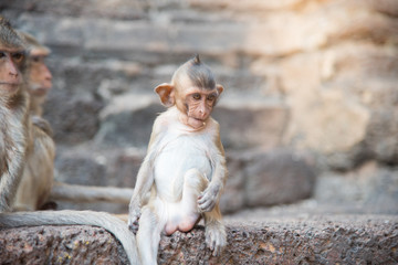 image of a Baby monkey (macaca fascicularis,Long-tailed macaque, Crab-eating macaque) ,Portrait of cute monkey in Lop Buri ,thailand
