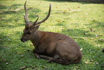 Naklejka na ściany i meble Image of a deer relax on nature background.
