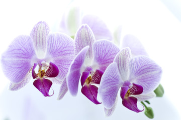 Fototapeta na wymiar three pink orchid