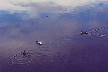 ducks